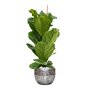 Ficus lyrata in Baq Opus Raw